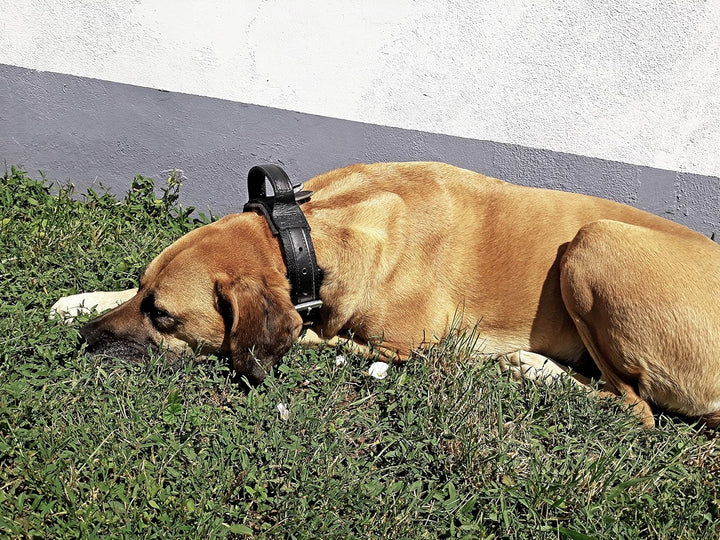 Dingo Gear Halsband für Hund &
