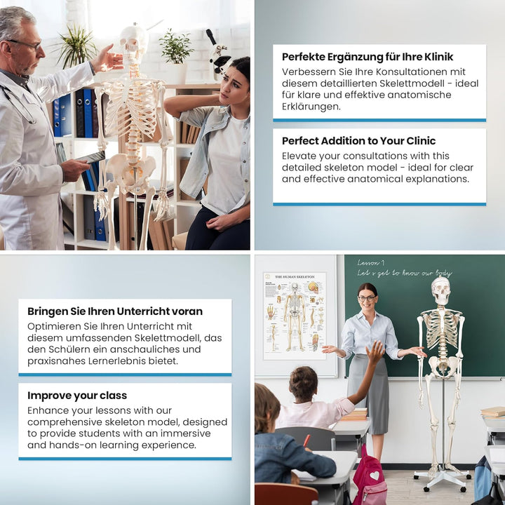 Jago® Menschliches Anatomie Skelett 181.5 cm - inkl. Schutzabdeckung, mit Ständer, Standfuss und Leh