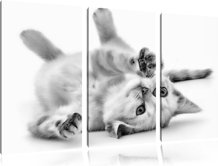 Pixxprint Kleine Katze als Leinwandbild/Grösse: 3 Teilig (120x80) cm/Wandbild/Kunstdruck/fertig besp