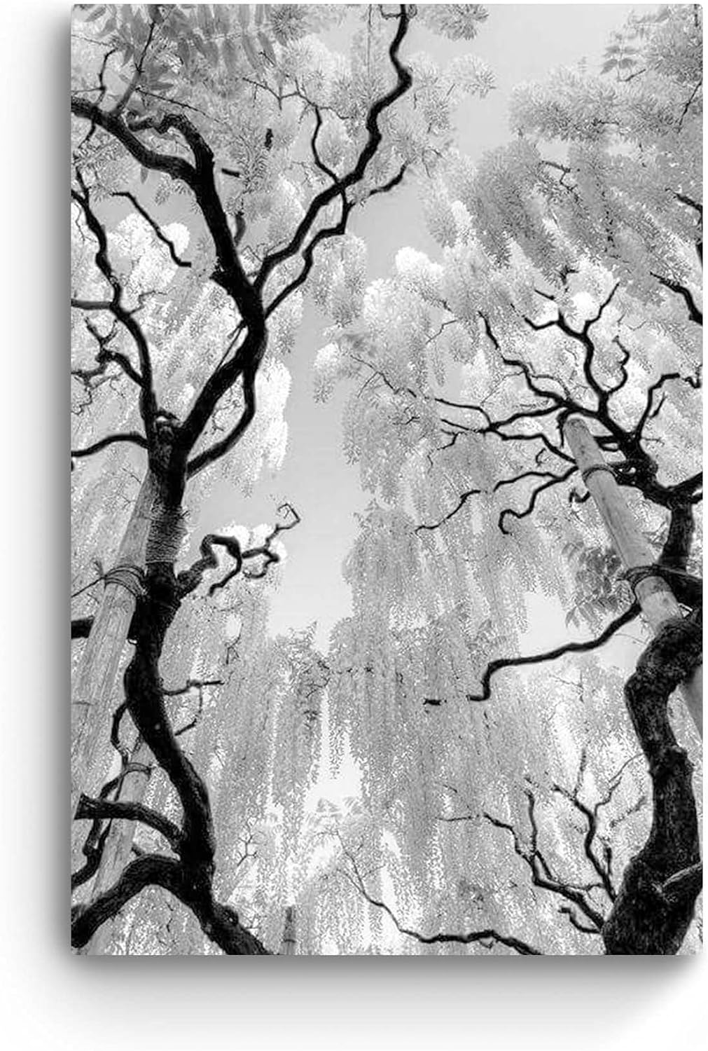 Startonight Leinwandbilder Schwarz und Weiss Bäume, Doppelansicht Überraschung Modernes Dekor Kunstw
