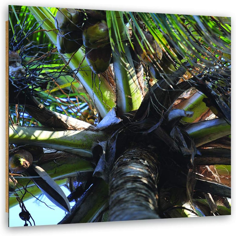 Feeby Deco Panel Palme Bild Kunstdruck modern Kokosnüsse Grün 50x50 cm M13012 50L x 50B cm, M13012 5