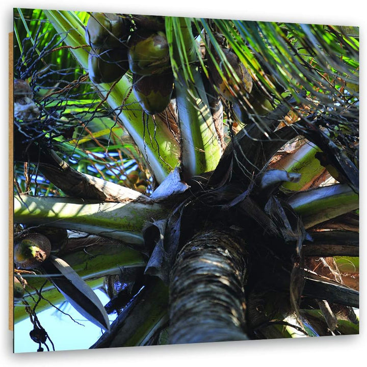 Feeby Deco Panel Palme Bild Kunstdruck modern Kokosnüsse Grün 50x50 cm M13012 50L x 50B cm, M13012 5