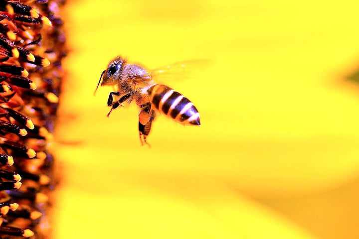 Nistholz für Bienen, Wespen & Insekten aus natürlichem Buchenholz | Bienenhotel | Insektenhotel | Un