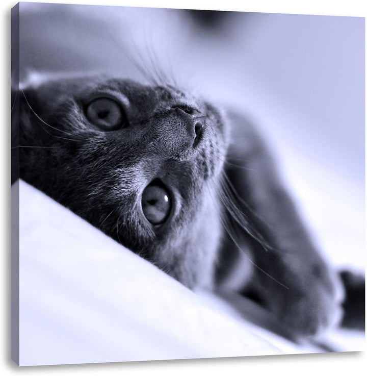 Pixxprint Niedliche Katze liegt im Bett als Leinwandbild Quadratisch/Grösse: 70x70 / Wandbild/Kunstd