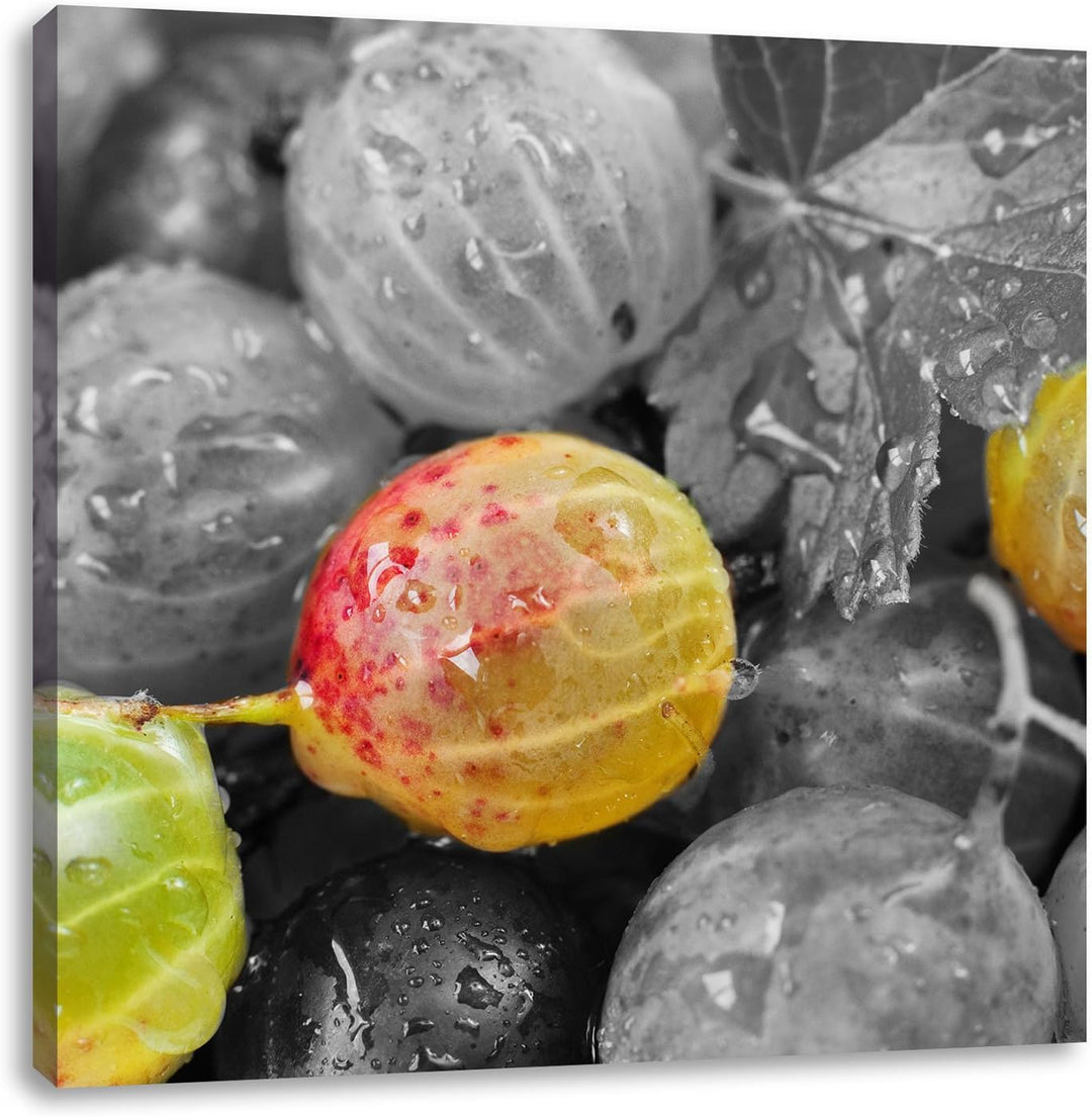 Pixxprint Stachelbeeren mit Wassertropfen / 70x70cm Leinwandbild bespannt auf Holzrahmen/Wandbild Ku