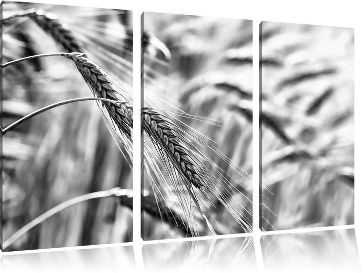Pixxprint Weizen auf dem Feld als Leinwandbild/Grösse: 3 Teilig (120x80) cm/Wandbild/Kunstdruck/fert