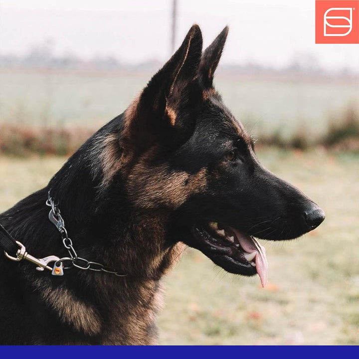 Sprenger Hundehalskette mit Sprenger Haken aus Edelstahl 3mm I Grösse individuell einstellbar I Hals