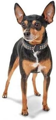 HUNTER SAN DIEGO Hundehalsband, Leder, geschmeidig, Nieten, 37 (XS-S), schwarz 37 (XS-S) schwarz, 37