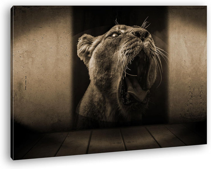 deyoli brüllende Löwin Format: 80x60 Effekt: Sepia als Leinwand, Motiv fertig gerahmt auf Echtholzra