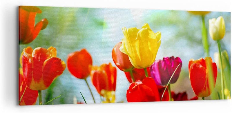 Panorama Bilder auf Leinwand 100x40cm Leinwandbild Tulpe Blume Plantage Wiese Gross Wanddeko Bild Sc