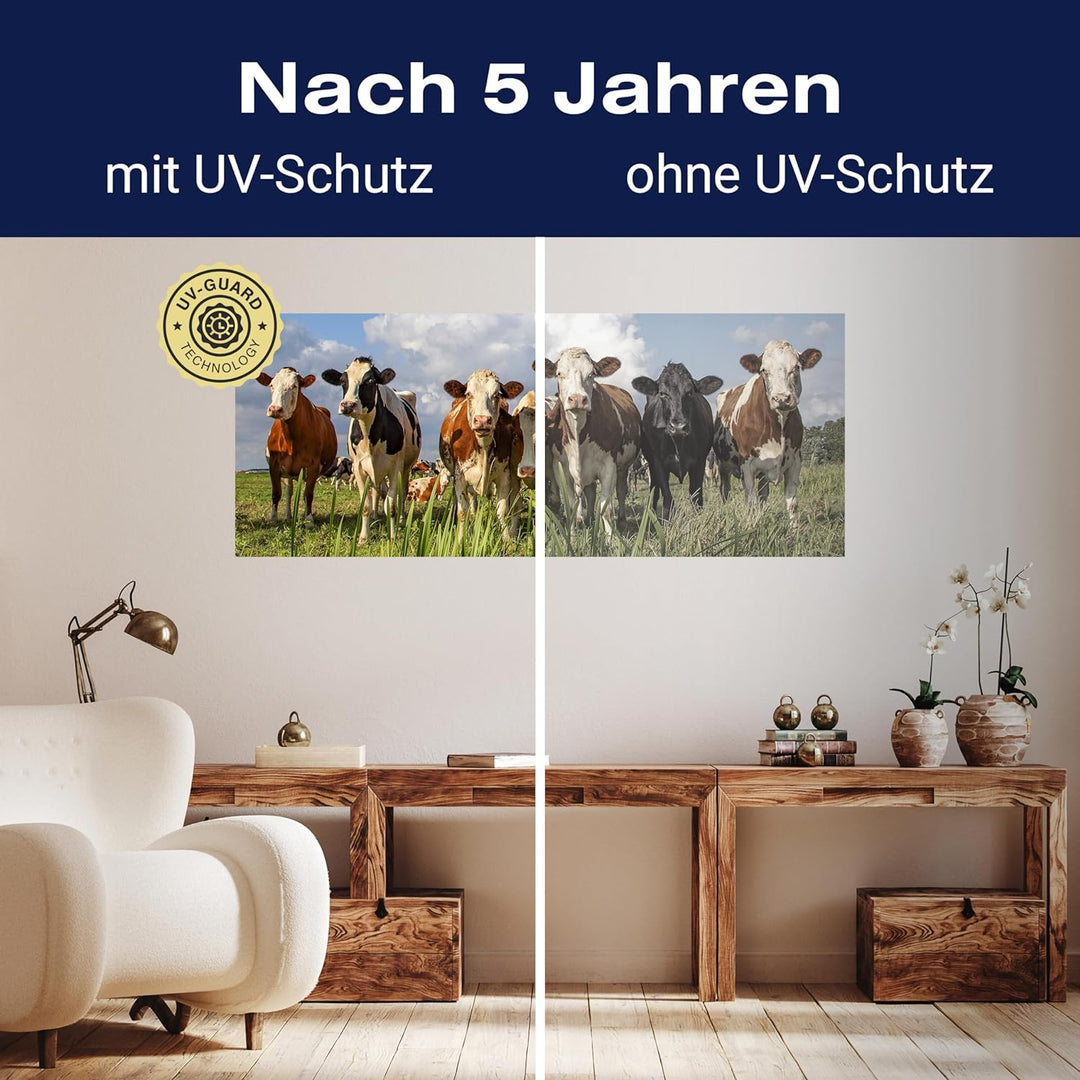 wandmotiv24 Leinwandbild Kühe auf der Weide, Tiere, Rinder, Kuh 100x40cm (BxH) Bilder auf Leinwand,