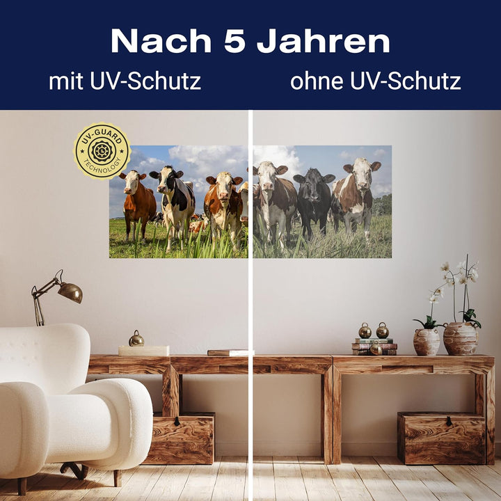 wandmotiv24 Leinwandbild Kühe auf der Weide, Tiere, Rinder, Kuh 100x40cm (BxH) Bilder auf Leinwand,