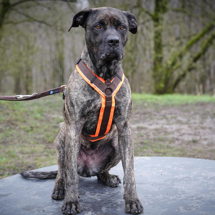 Anny-X Brustgeschirr Protect Leuchtorange-Braun | Sicherheits-Hundegeschirr Grösse XL-Kurz (Brustumf