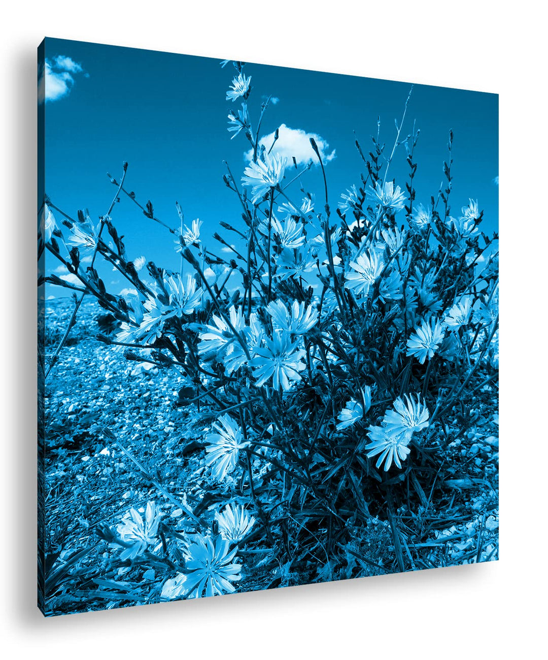 deyoli Kornblumen im Frühling Format: 70x70 Effekt: Monocrome Blau als Leinwandbild, Motiv fertig ge