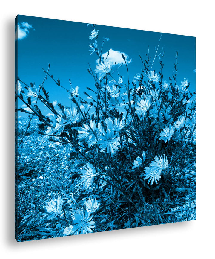 deyoli Kornblumen im Frühling Format: 70x70 Effekt: Monocrome Blau als Leinwandbild, Motiv fertig ge