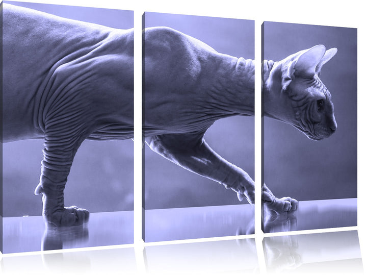 Pixxprint Einzigartige Sphynx Katze Schwarz/Weiss 3-Teiler Leinwandbild 120x80 Bild auf Leinwand