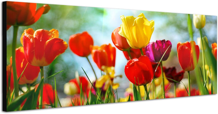 Paul Sinus Art Panoramabild auf Leinwand und Keilrahmen 120x40cm Tulpen Frühling Wiese