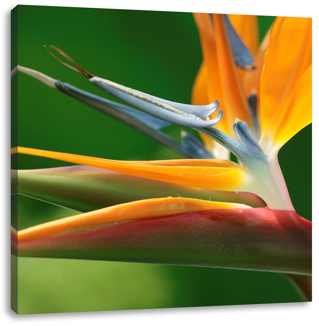 Pixxprint Tropische Blume, Format: 70x70 auf Leinwand, XXL riesige Bilder fertig gerahmt mit Keilrah
