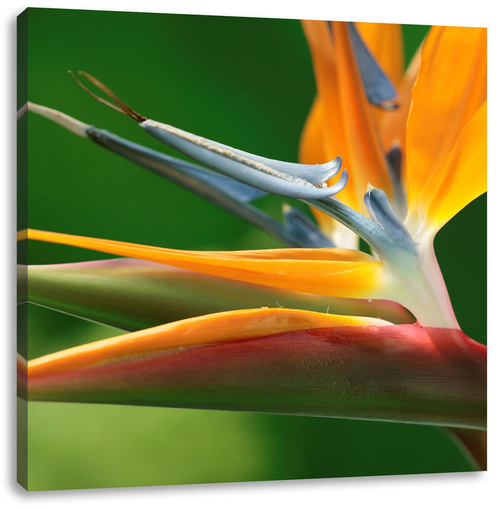 Pixxprint Tropische Blume, Format: 70x70 auf Leinwand, XXL riesige Bilder fertig gerahmt mit Keilrah