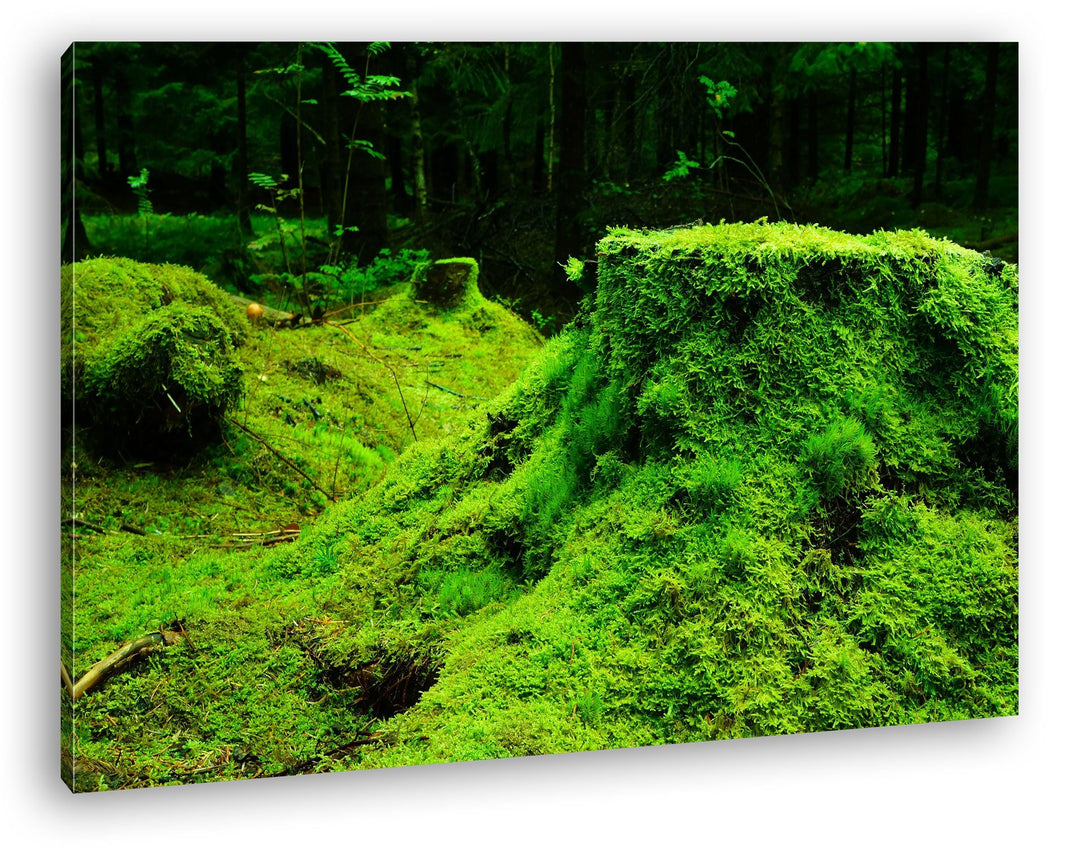 deyoli Moos bedeckter Waldboden Format: 100x70 als Leinwandbild, Motiv fertig gerahmt auf Echtholzra