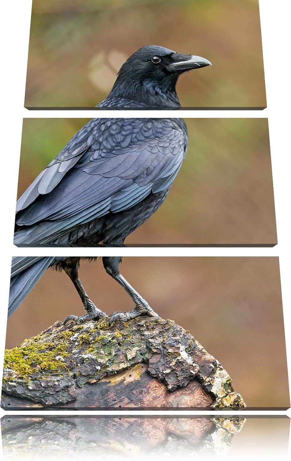 Pixxprint Krähe auf Baumstamm 3-Teiler Leinwandbild 120x80 Bild auf Leinwand