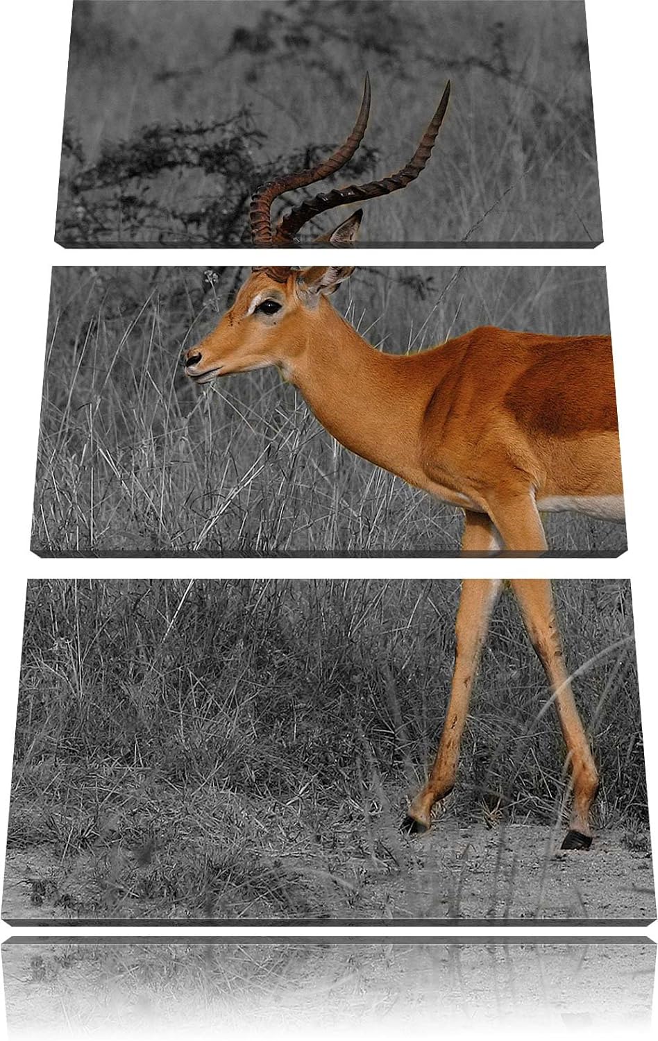 Pixxprint bildschöne Dorkasgazelle in der Savanne schwarz/weiss 3-Teiler Leinwandbild 120x80 Bild au