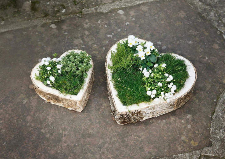 Pflanzherz Birke, im 2er Set, für Hochzeit Valentin Geburtstaggesteck, Liebe