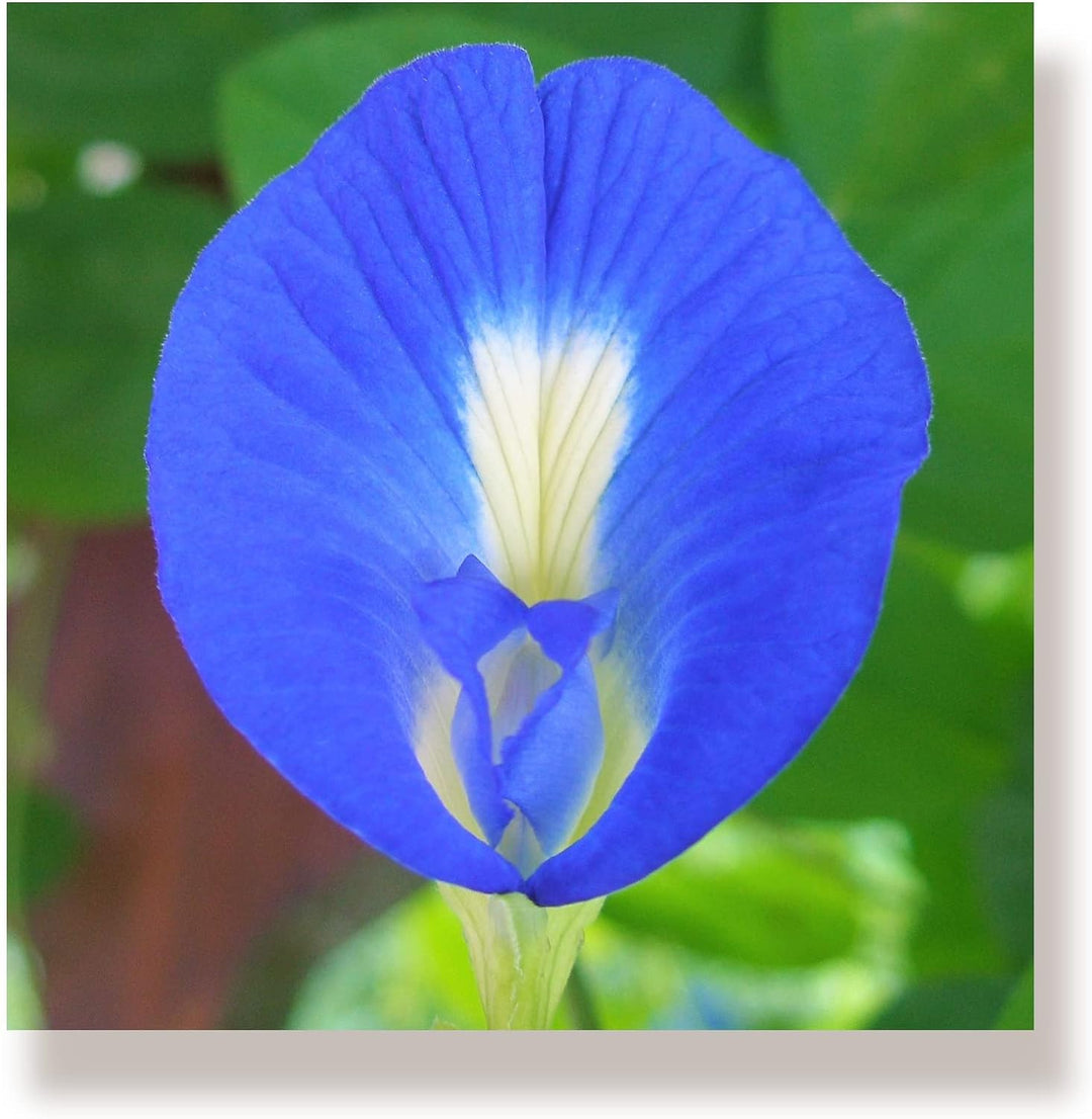 WunschPIXEL – Wandbild Blumen auf weissem Acrylglas, Set 4-teilig je 20x20 cm, quadratisch, tropisch