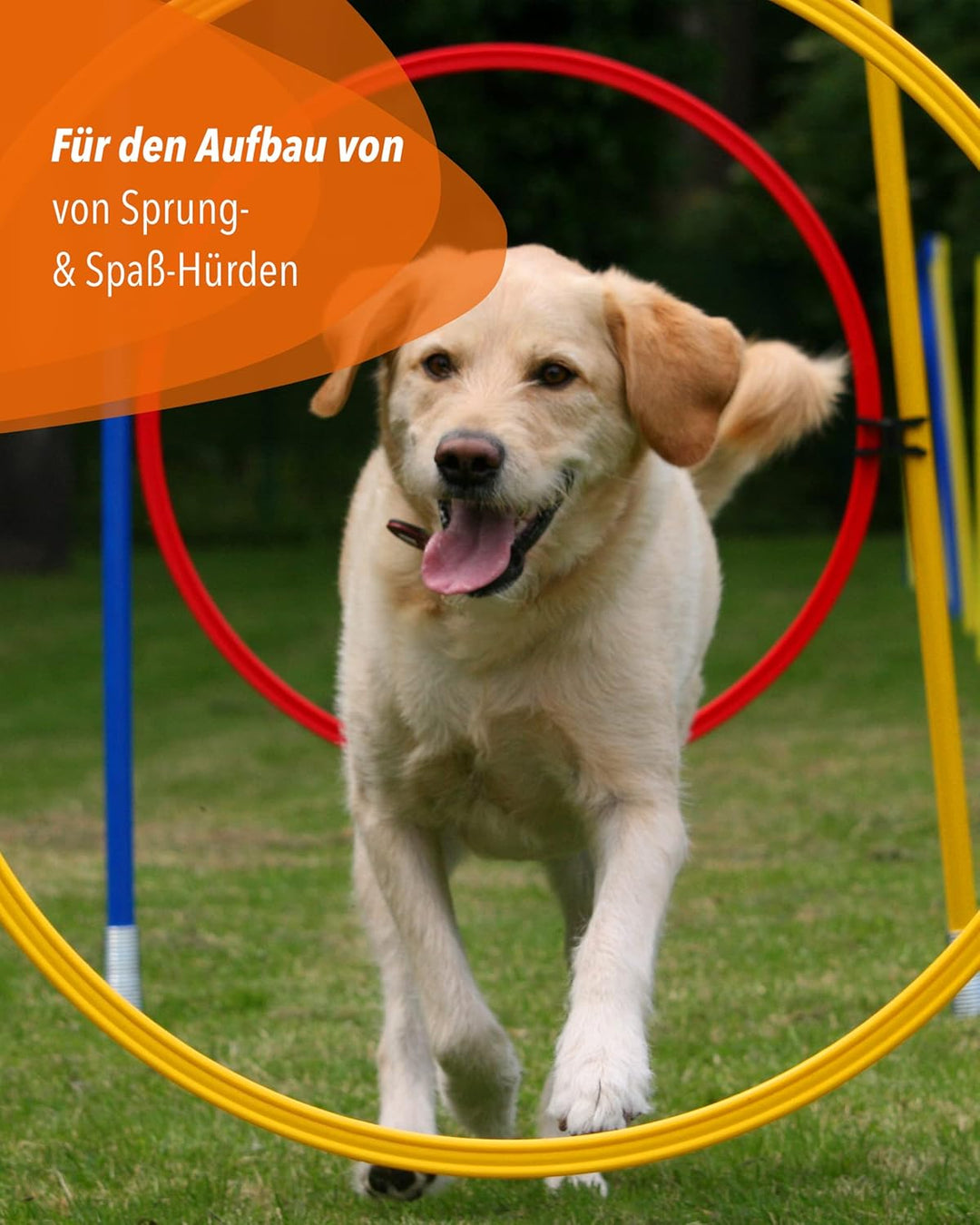 Hoopers Hoop mit Ring 70 – Agility Hoopers Reifen für Hundetraining – Hoop Orange/Sprungring Blau