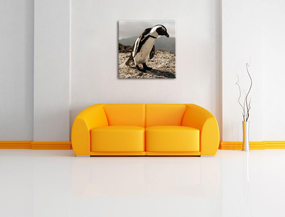 Pixxprint Afrikanischer Pinguin beobachtet als Leinwandbild/Grösse: 70x70 cm/Wandbild/Kunstdruck/fer