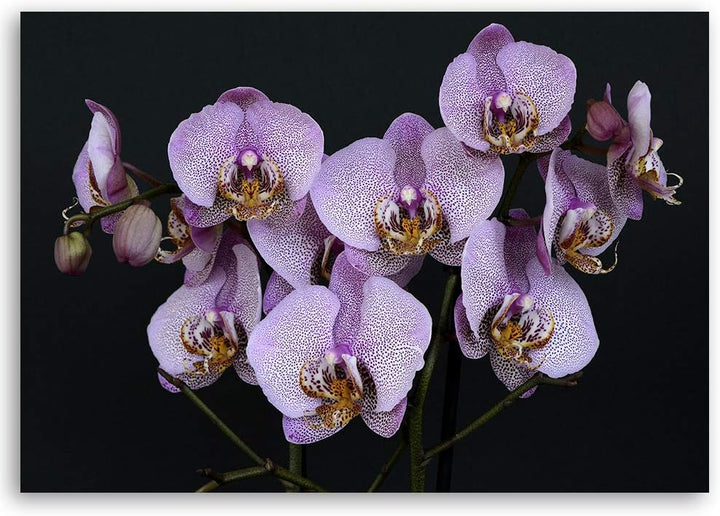 Leinwandbild XXL Orchideen Wandbild Kunst für Schlafzimmer Violett 120x80 cm Leinwandbild 120x80 cm