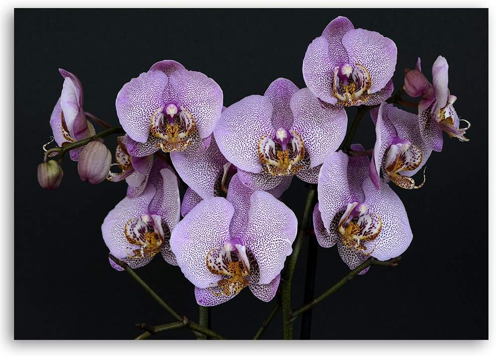 Wandbild Orchideen Modern Deko Kunst Bilder für Wohnung Violett 90x60 cm Deko Paneel 90x60 cm Violet