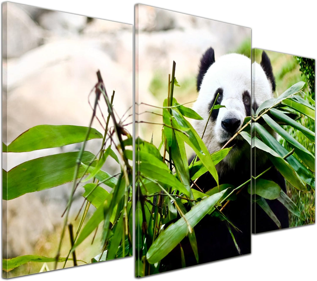Bilderdepot24 Bild auf Leinwand | Pandabär in 100x60 cm mehrteilig als Wandbild | Wand-deko Dekorati