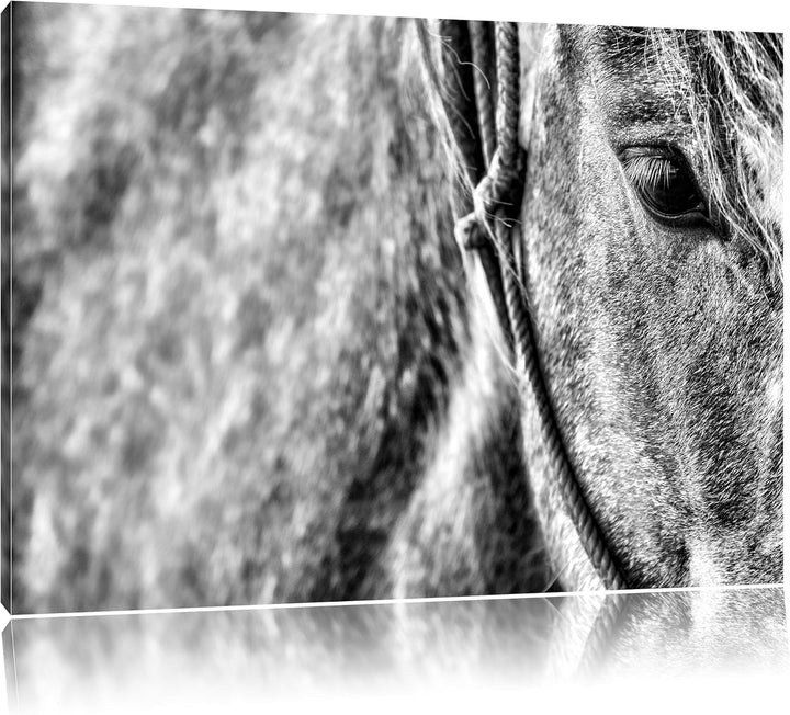 Pixxprint prachtvolles Pferd als Leinwandbild/Grösse: 100x70 cm/Wandbild/Kunstdruck/fertig bespannt,