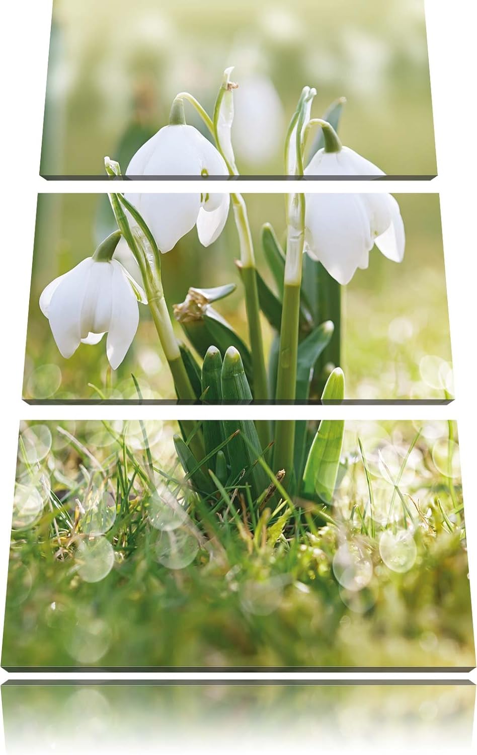 Pixxprint Schneeglöckchen als Leinwandbild/Grösse: 3 Teilig (120x80) cm/Wandbild/Kunstdruck/fertig b