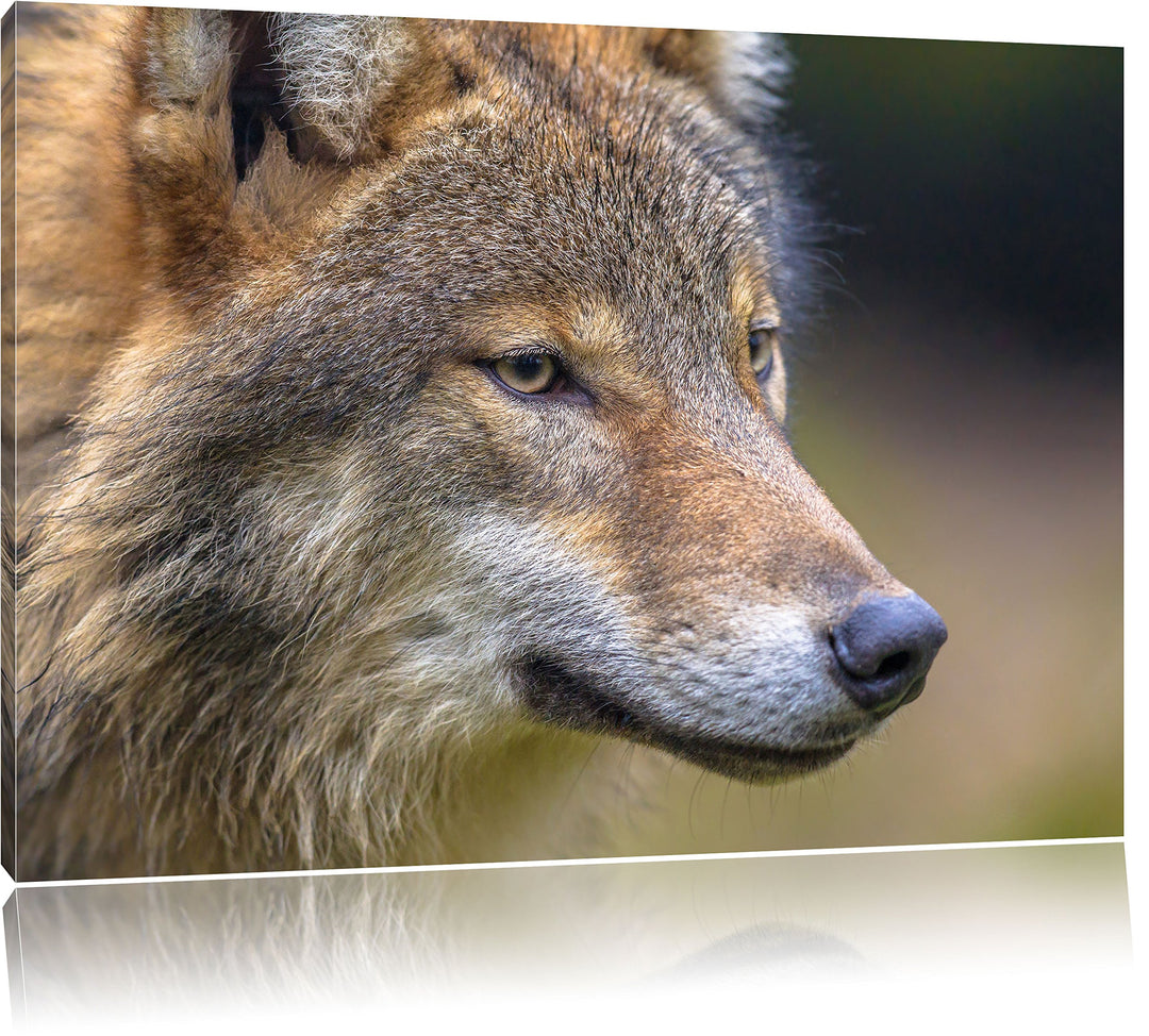 Pixxprint Porträt des europäischen Wolfes als Leinwandbild/Grösse: 100x70 cm/Wandbild/Kunstdruck/fer