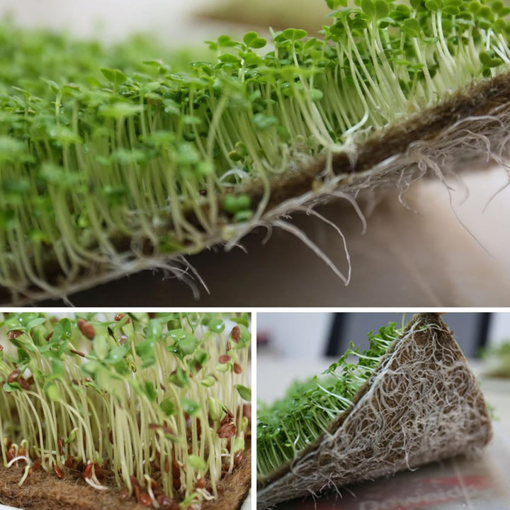 8 Stück Hanfmatten für den Anbau von Microgreens, 25, 4 x 50, 8 cm, Microgreens-Anbauset, Jutematte,