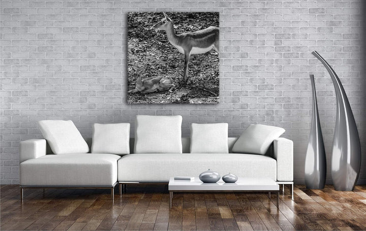 Gazelle mit süssem Baby in der Natur im Format: 70x70 Effekt: Schwarz&amp;Weiss als Leinwandbild, Motiv