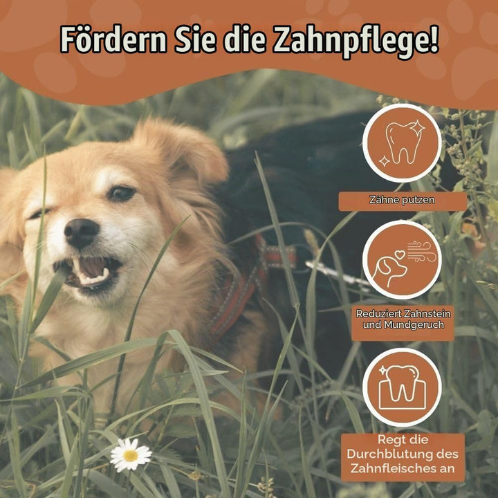 Wildfang® 3 Kaustab Hund aus Kaffeeholz (Grösse XXS) – Kauspielzeug für Welpen &amp; kleine Hunde – Robu