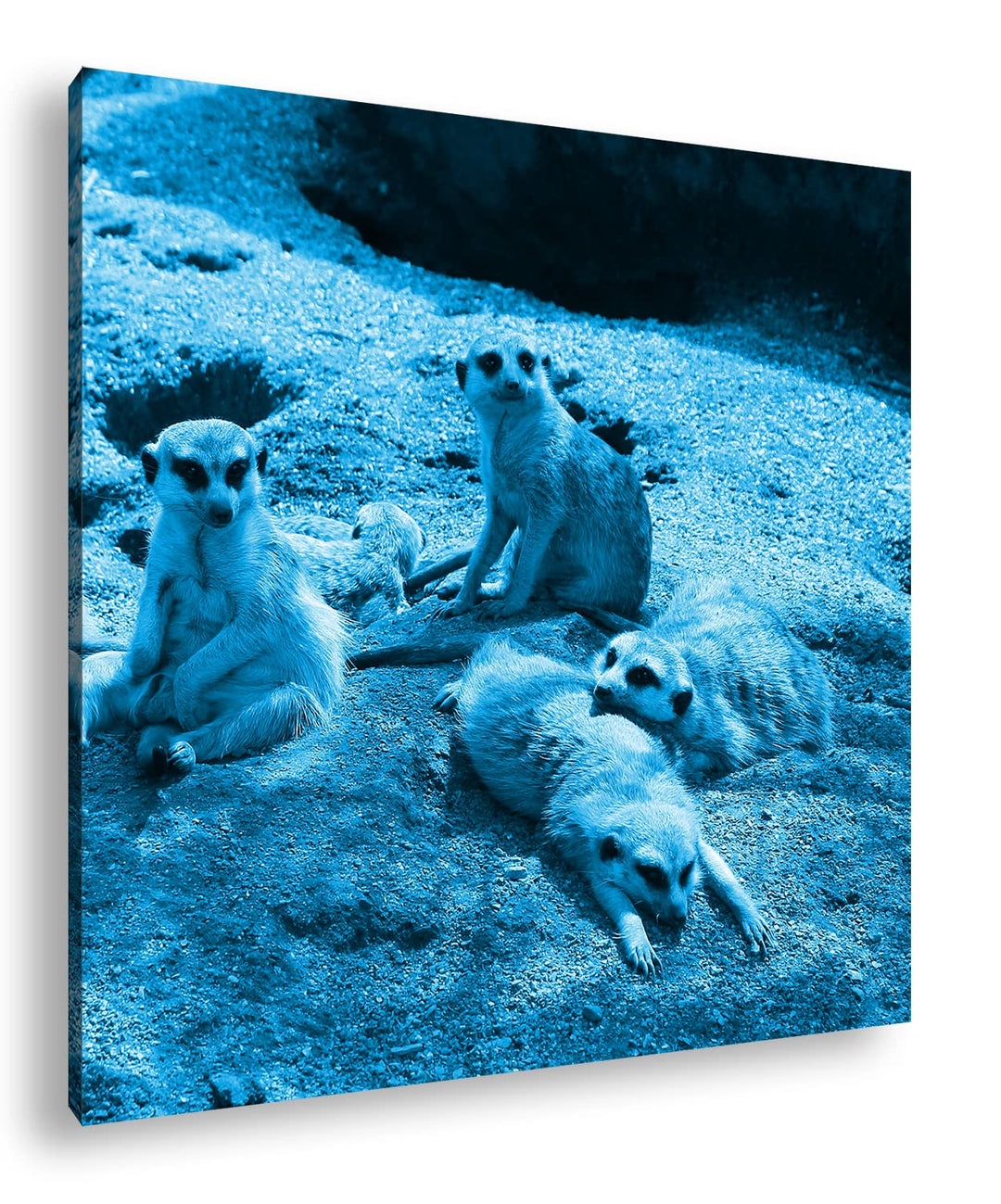 deyoli niedliche Erdmännchen Familie Format: 40x40 Effekt: Monocrome Blau als Leinwandbild, Motiv fe