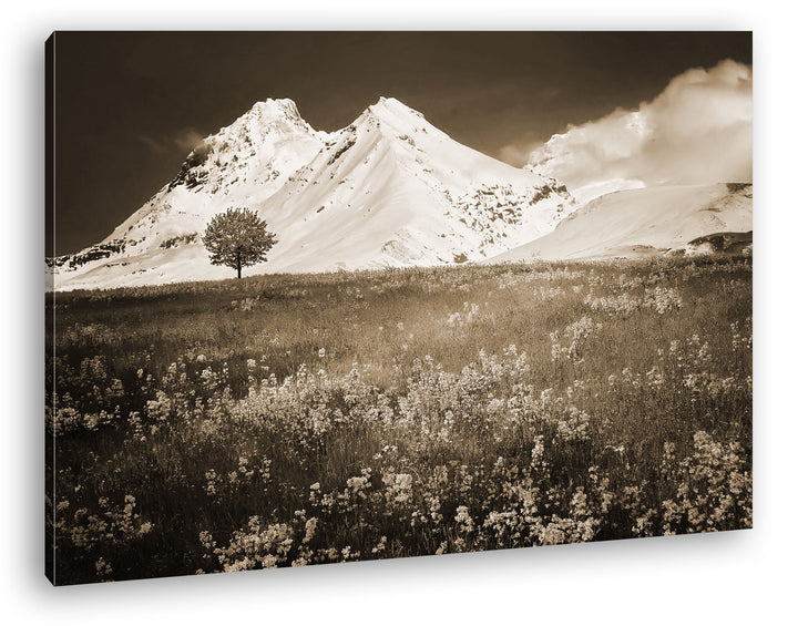 verführerisches Wiese vor denn eisigen Alpen Format: 80x60 Effekt: Sepia als Leinwandbild, Motiv fer