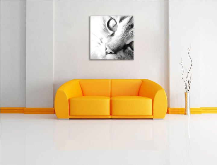 Pixxprint Graue Katze, Format: 70x70 auf Leinwand, XXL riesige Bilder fertig gerahmt mit Keilrahmen,