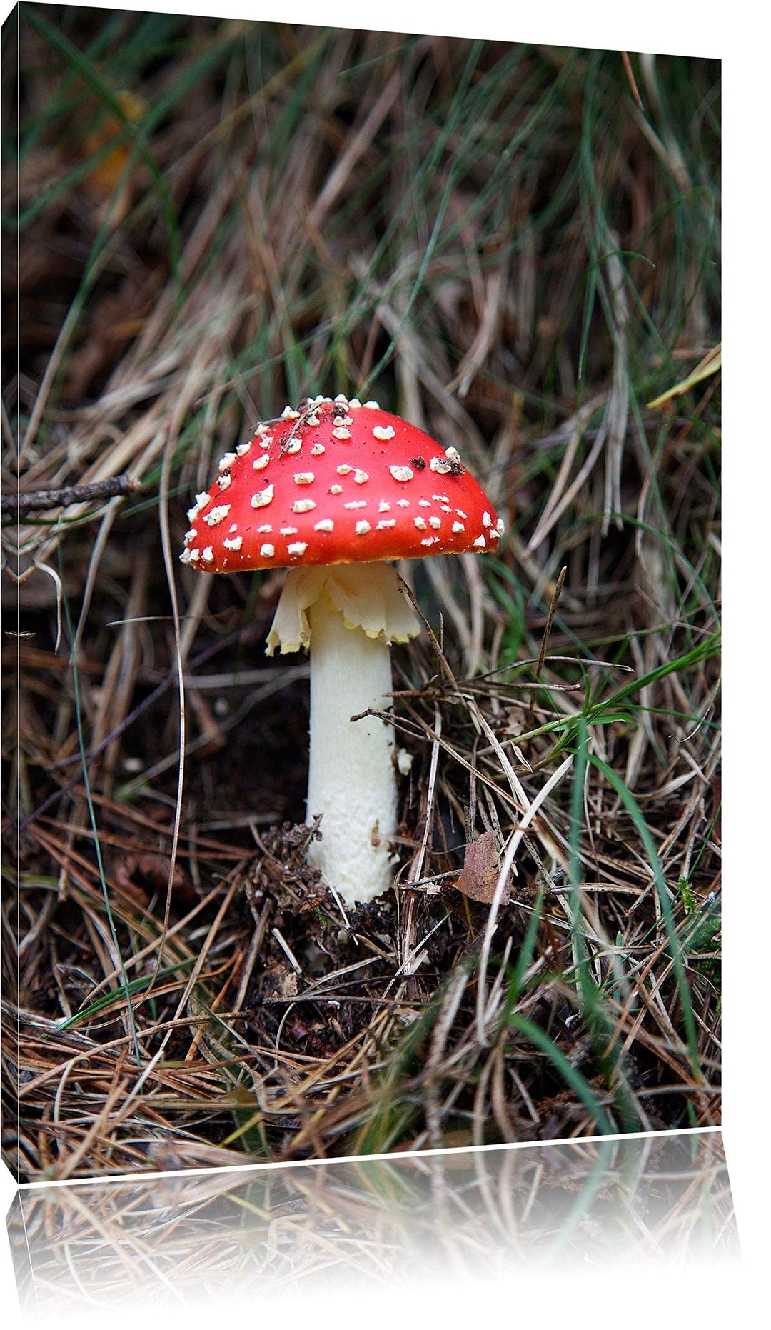 kleiner Fliegenpilz auf Waldboden Leinwand, XXL riesige Bilder fertig gerahmt mit Keilrahmen, Kunstd