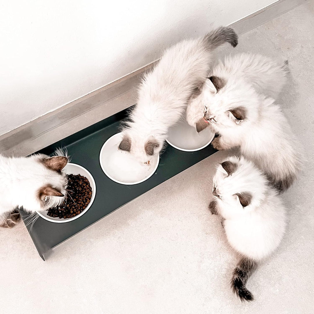 LucyBalu® Erhöhte 3er-Futterstation Katze | Ergonomischer Katzennapf erhöht | Erhöhter Futternapf fü