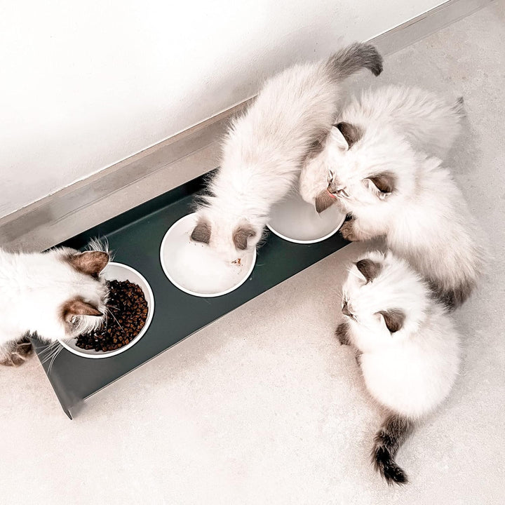 LucyBalu® Erhöhte 3er-Futterstation Katze | Ergonomischer Katzennapf erhöht | Erhöhter Futternapf fü
