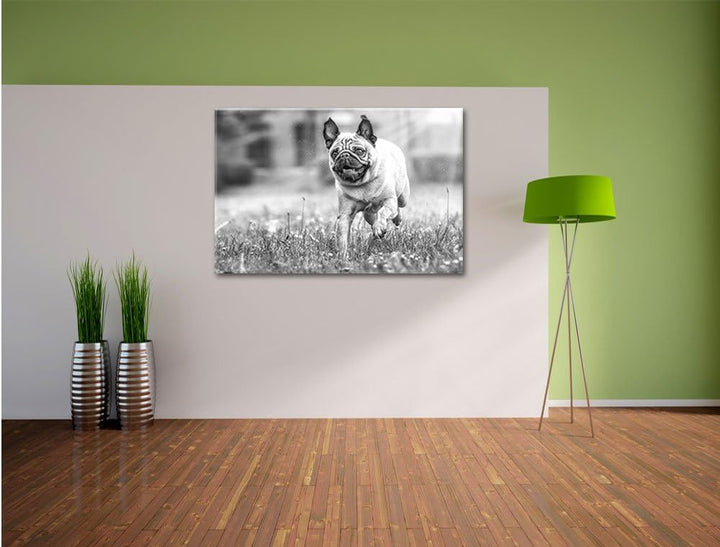 Rennender Mops Kunst B&W, Format: 100x70 auf Leinwand, XXL riesige Bilder fertig gerahmt mit Keilrah