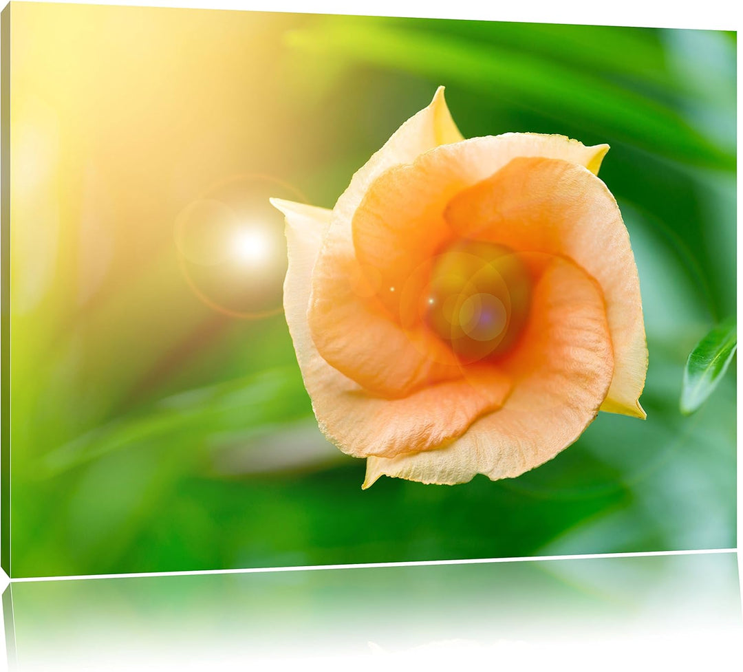 Pixxprint orange Blume im Sonnenlicht / 100x70cm Leinwandbild bespannt auf Holzrahmen/Wandbild Kunst