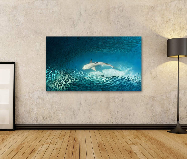 islandburner Bild auf Leinwand Hai Kleine Fische Ozean Natur Hintergrund Bilder Wandbilder Poster Le