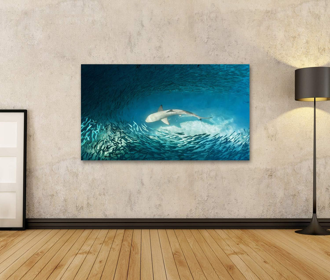 islandburner Bild auf Leinwand Hai Kleine Fische Ozean Natur Hintergrund Bilder Wandbilder Poster Le