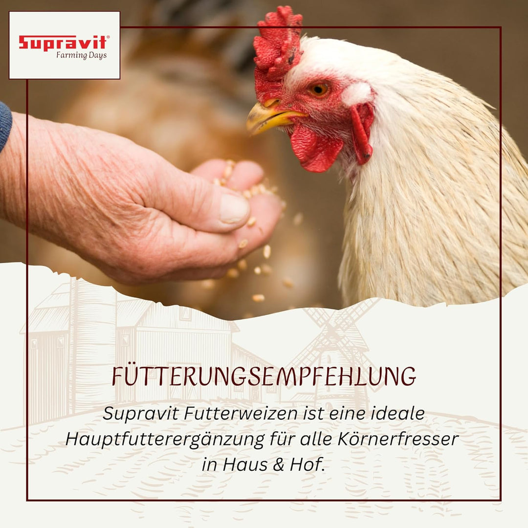 SUPRAVIT Weizen Futterweizen - 25kg aus regionaler Landwirtschaft - Ideales Einzelfuttermittel für T